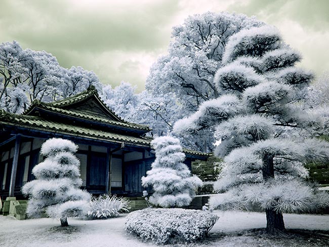 Japan Snow